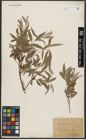 Foto von Salix alba L.